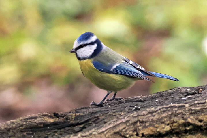 Обыкновенная лазоревка.