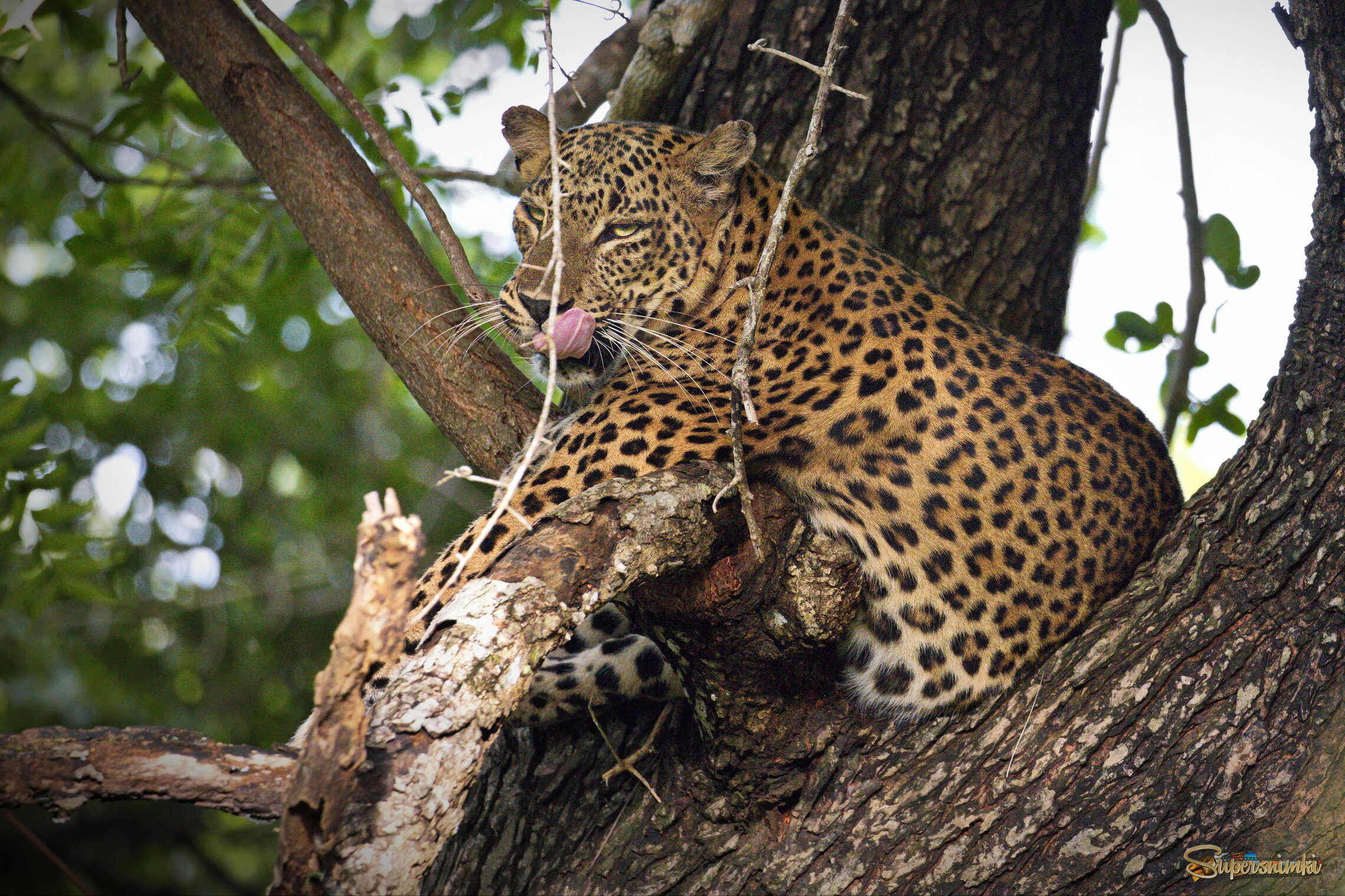 Довольный кот