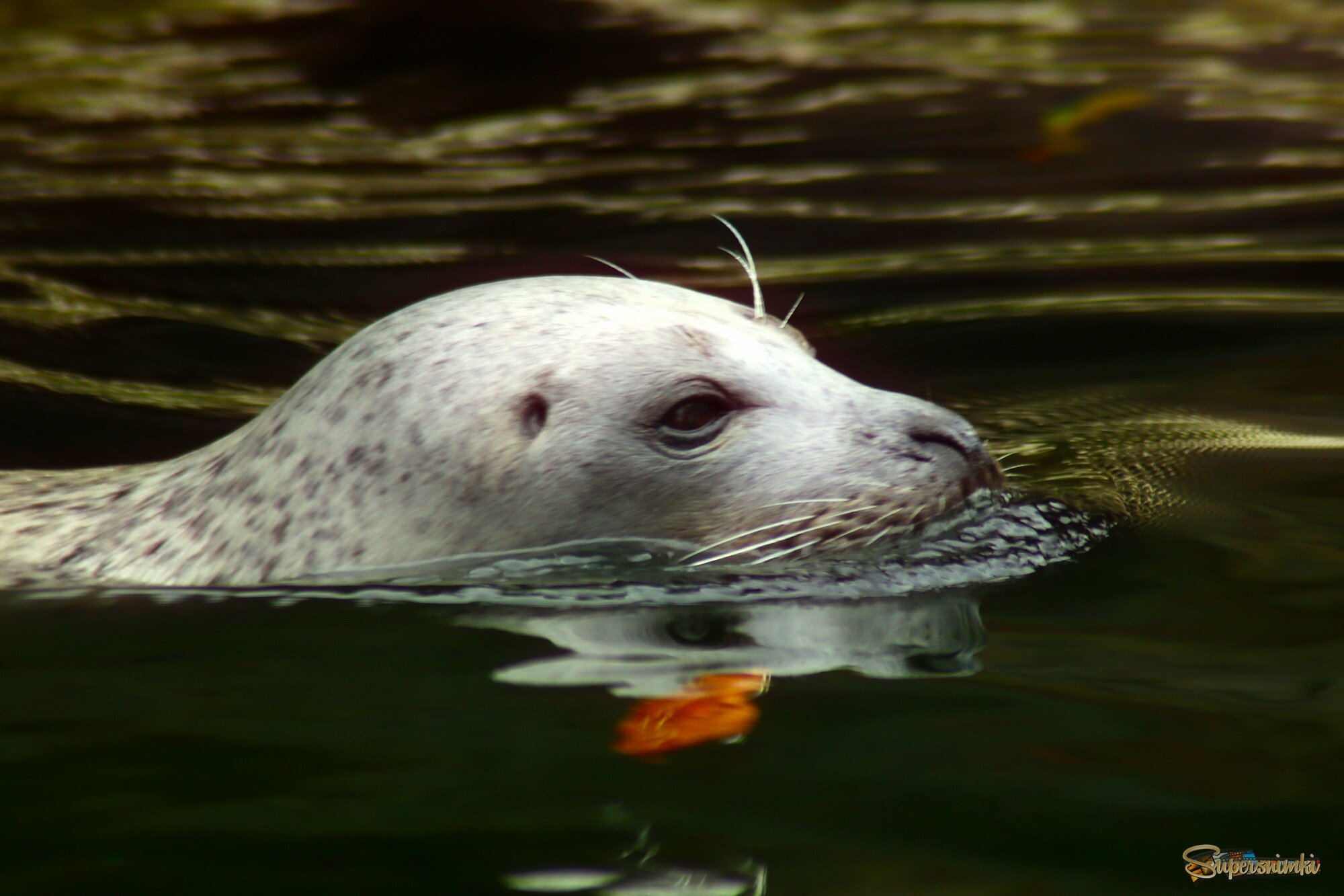 Плывущая в осенней воде