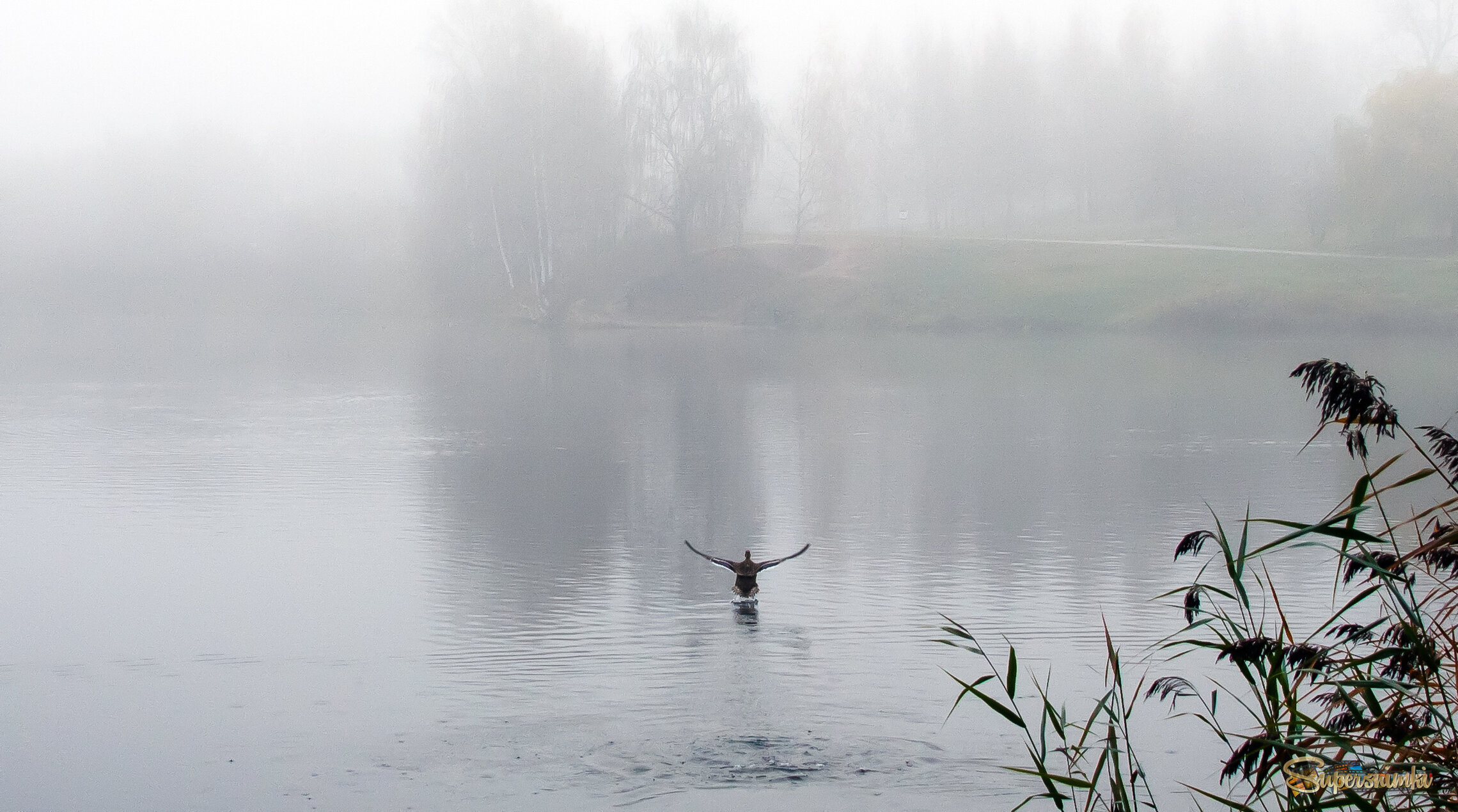В туман улетающая...