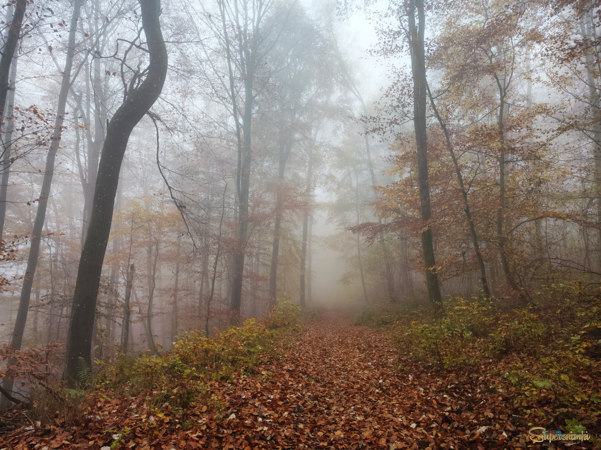 В осеннем лесу..