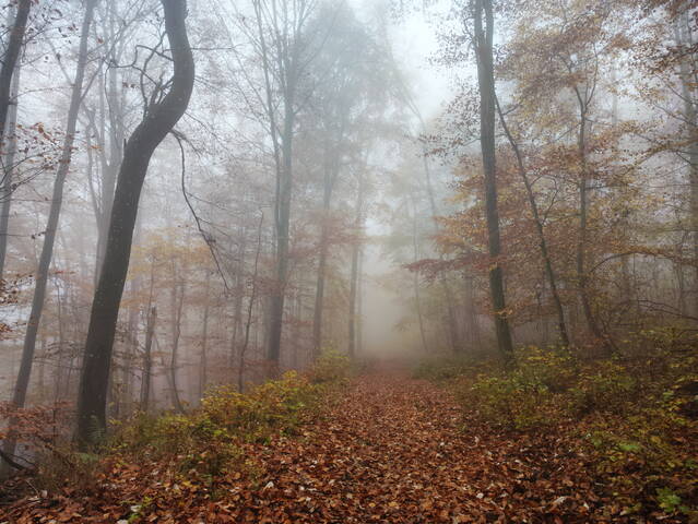В осеннем лесу..