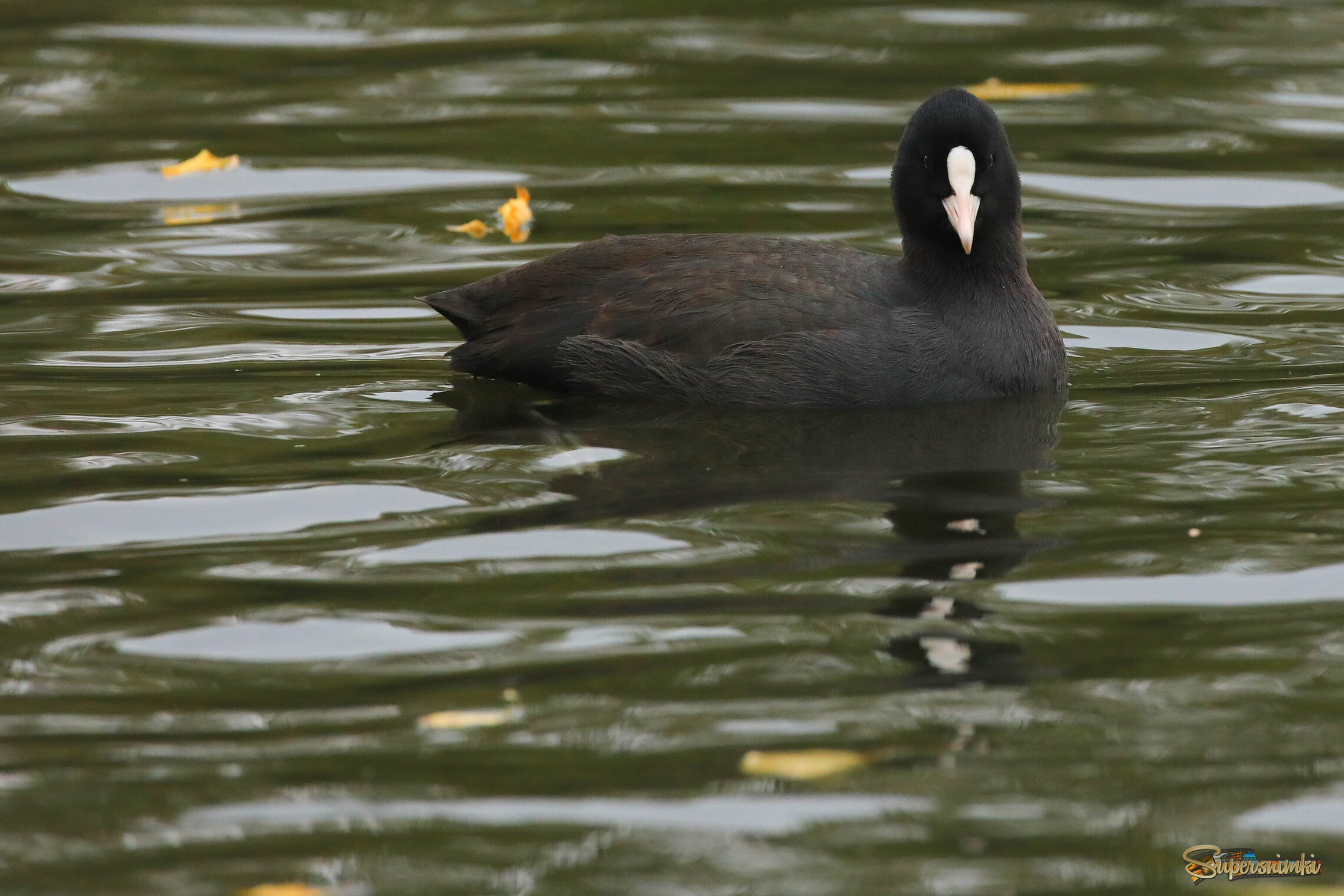 Осенняя лыска