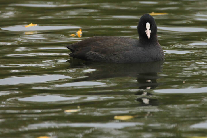 Осенняя лыска