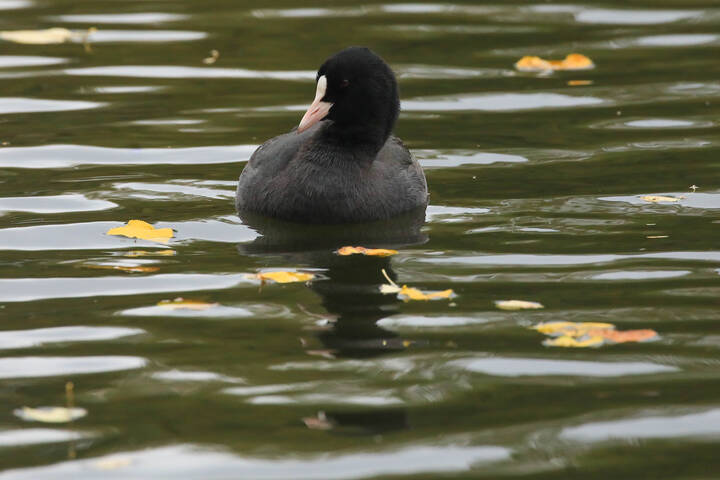 Осенняя лыска
