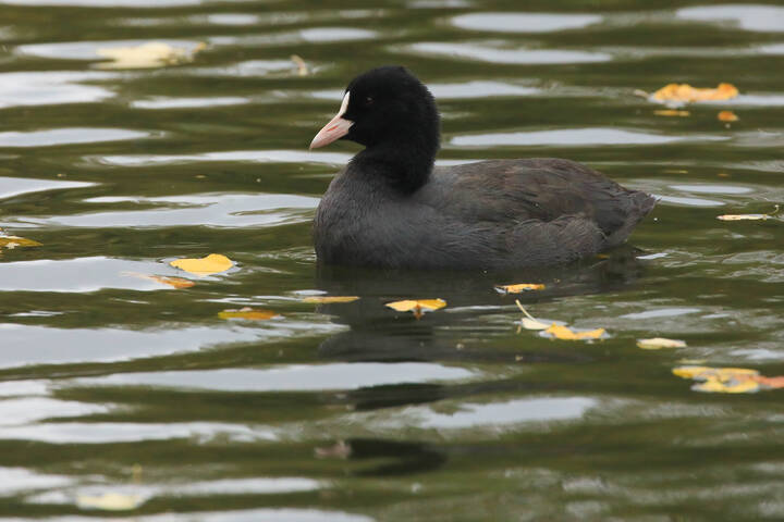 Осенняя лыска