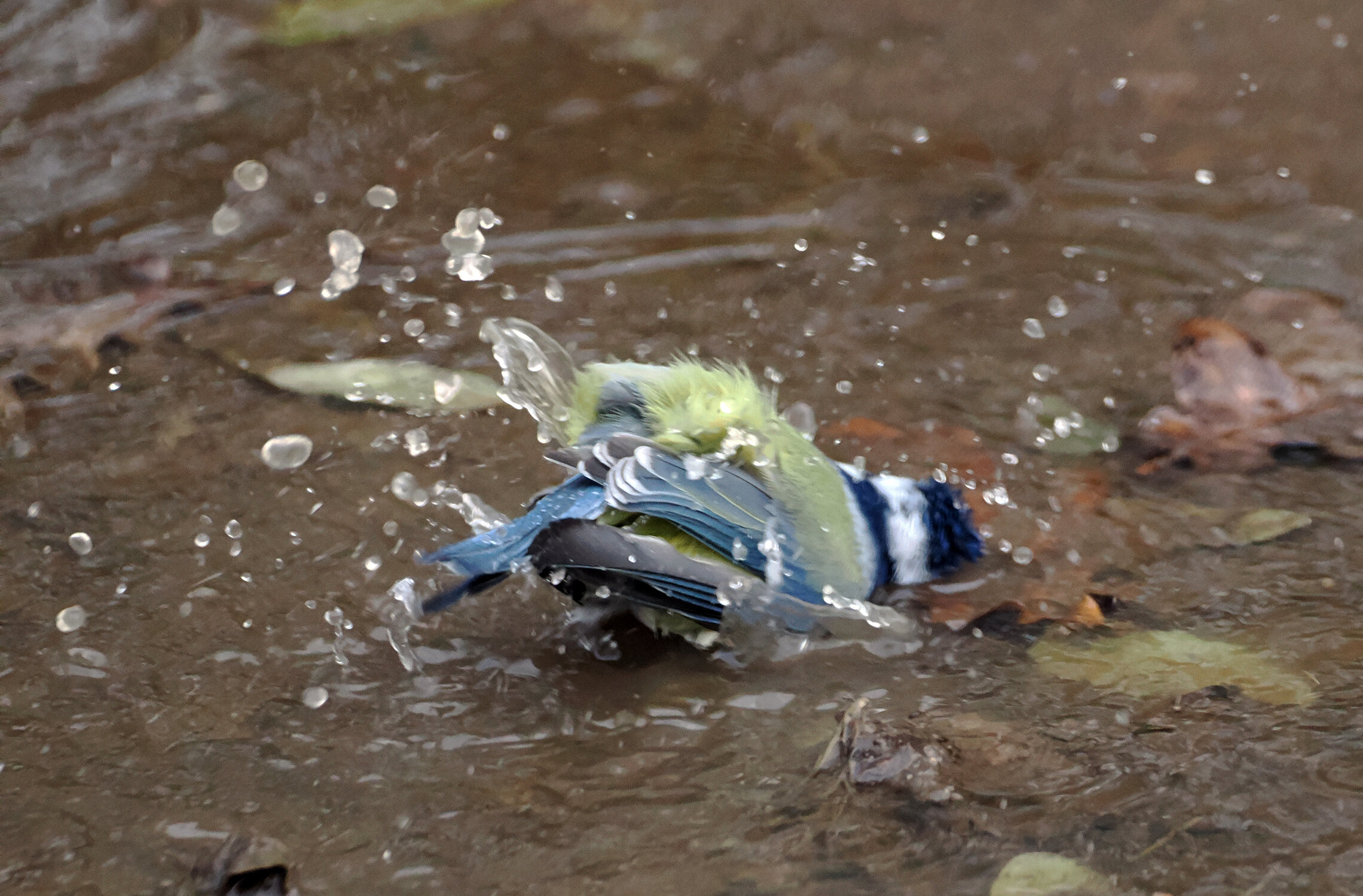 Обыкновенная лазоревка купается.
