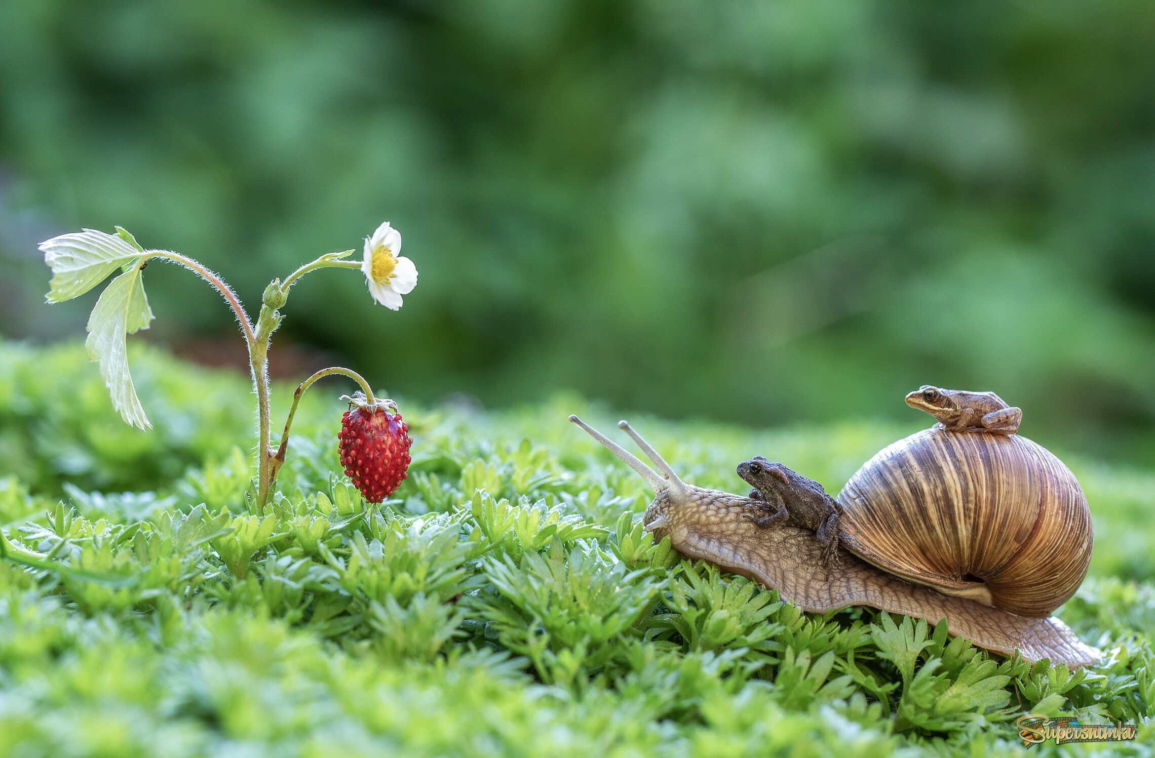 Безбилетники:)