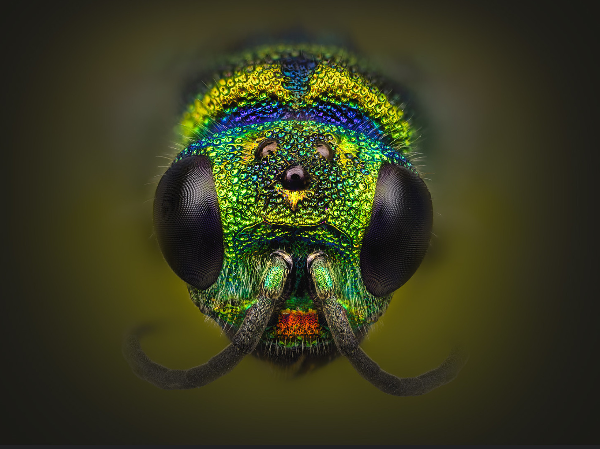 Pseudomalus auratus,