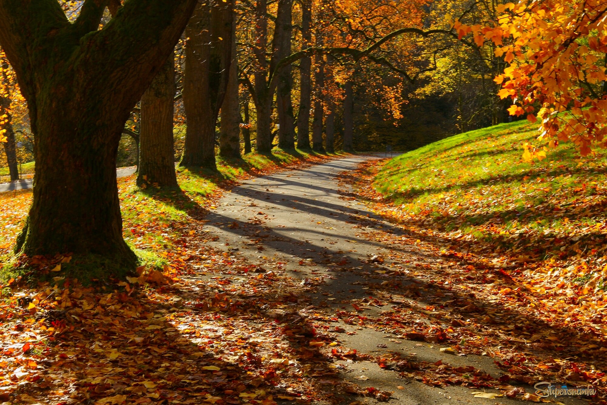 Осенние дорожки