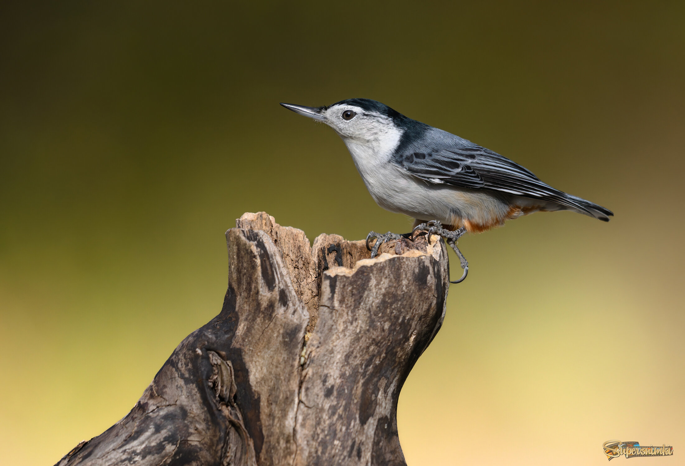 White-breasted nuthatch