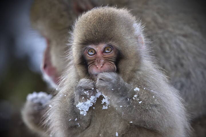 Лукавство - не порок!