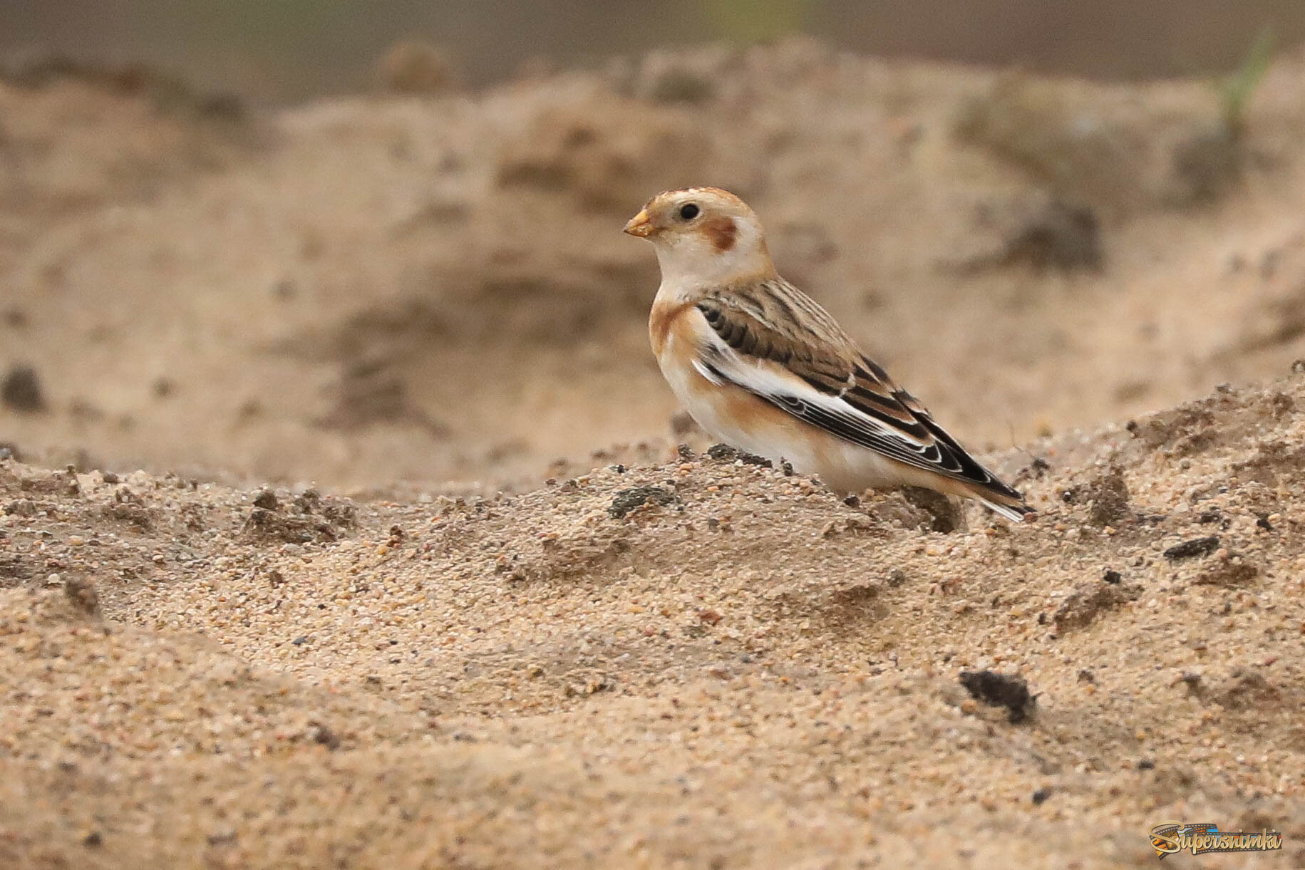 На песчаных просторах