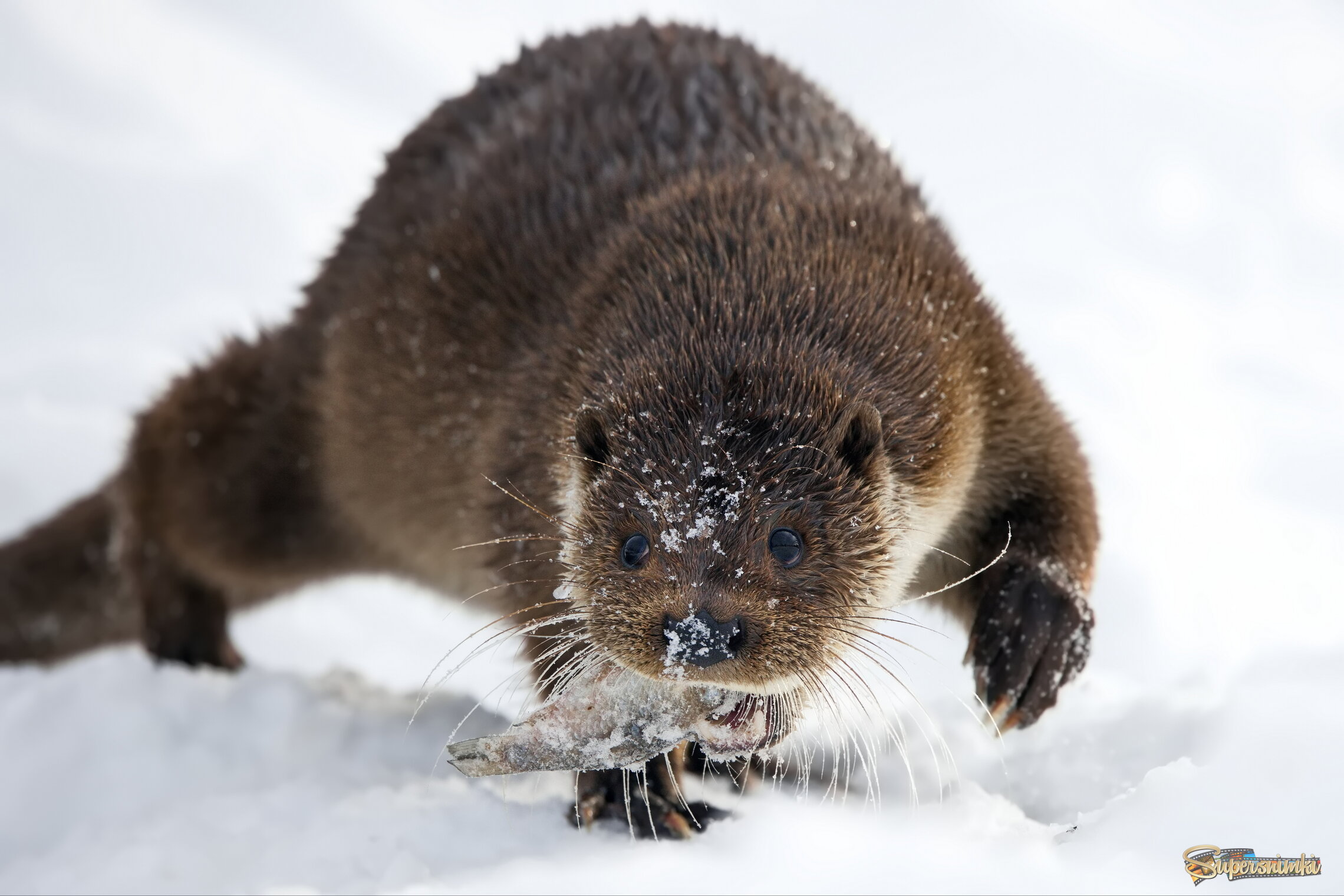 Забыли, что сегодня - рыбный день!?