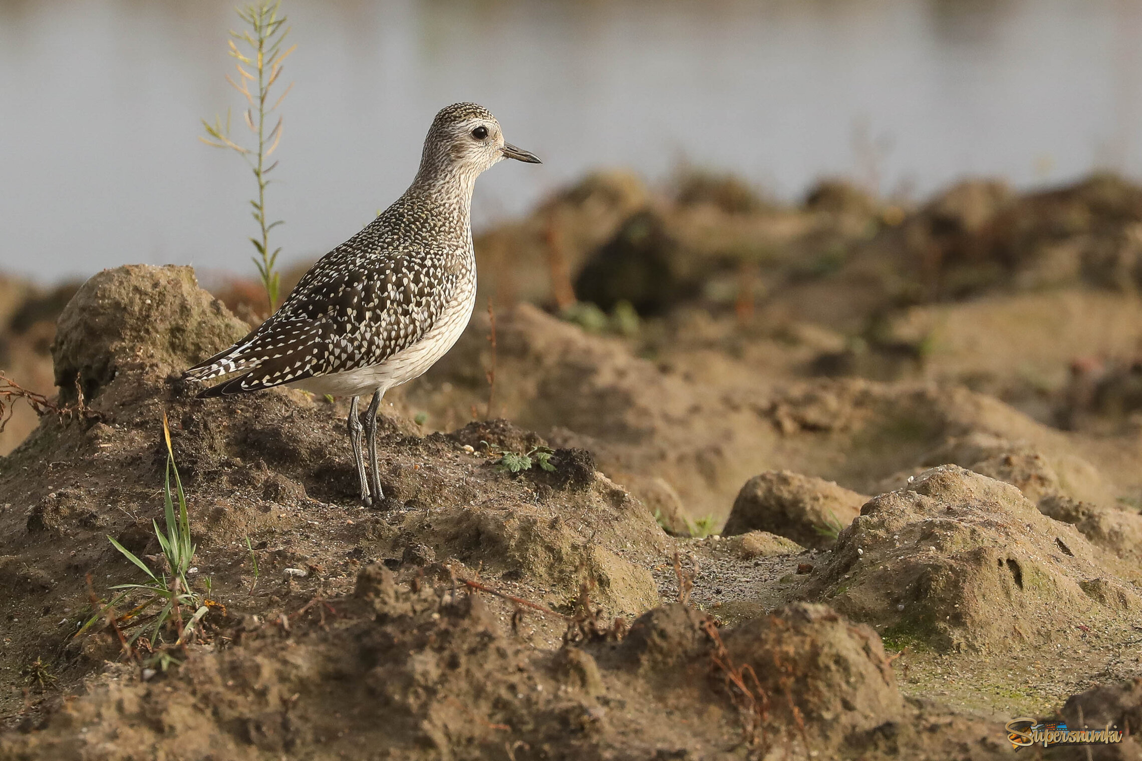 Постою немного на суше!