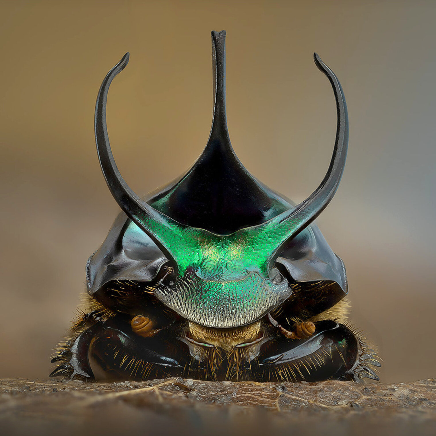 Onthophagus mouhoti