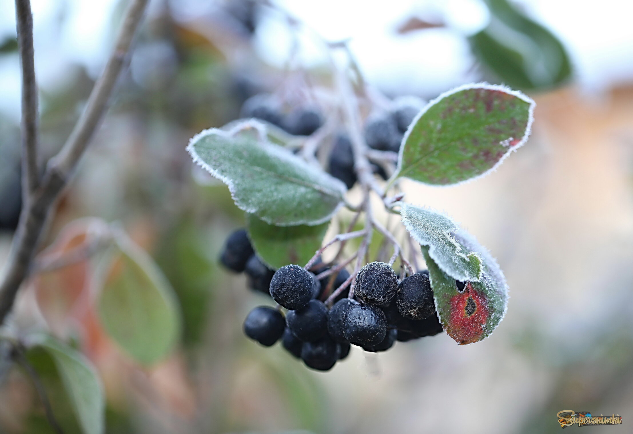 Черноплодка, иней