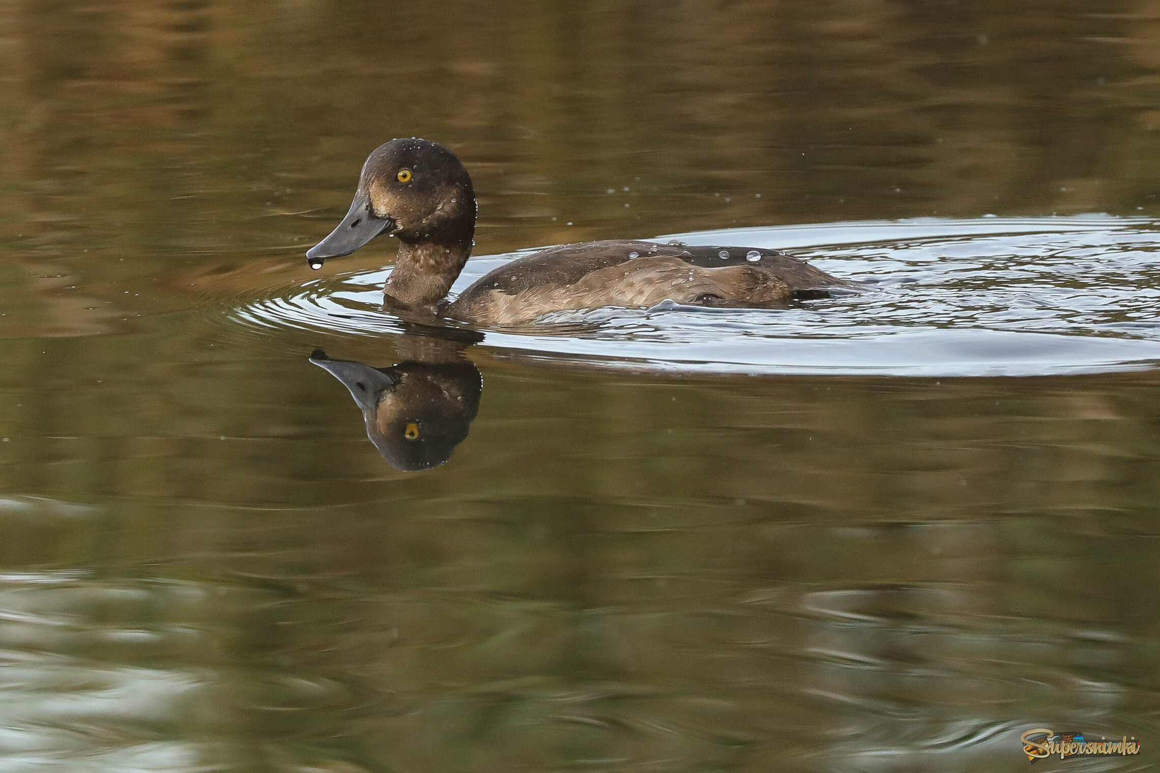 Люблю понырять!