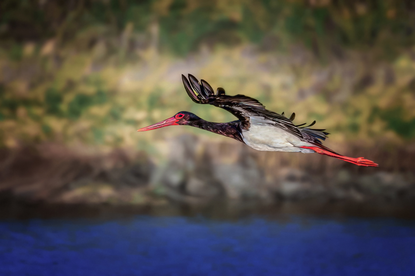 Черный аист