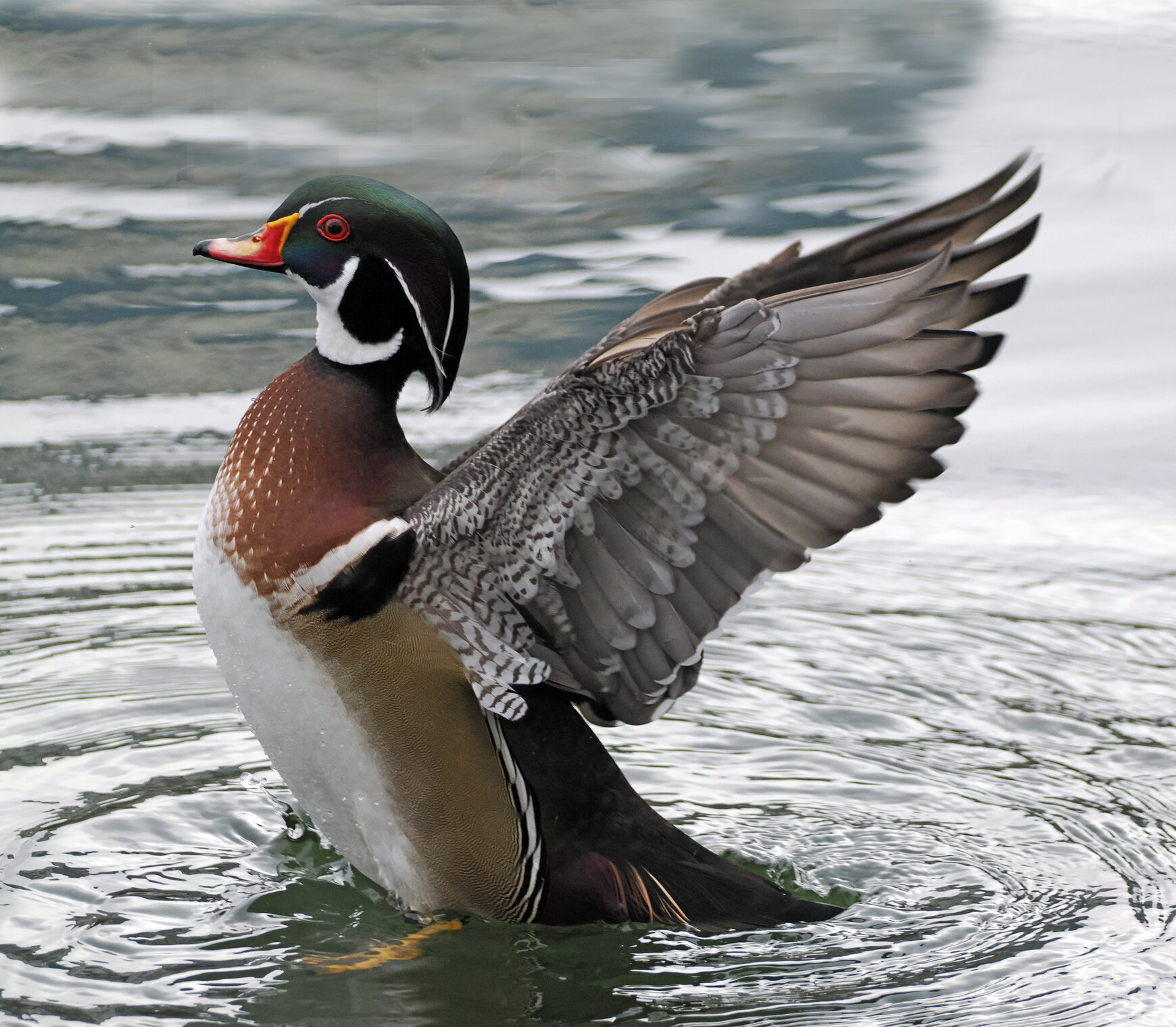 Утки-каролинки, он и она.
