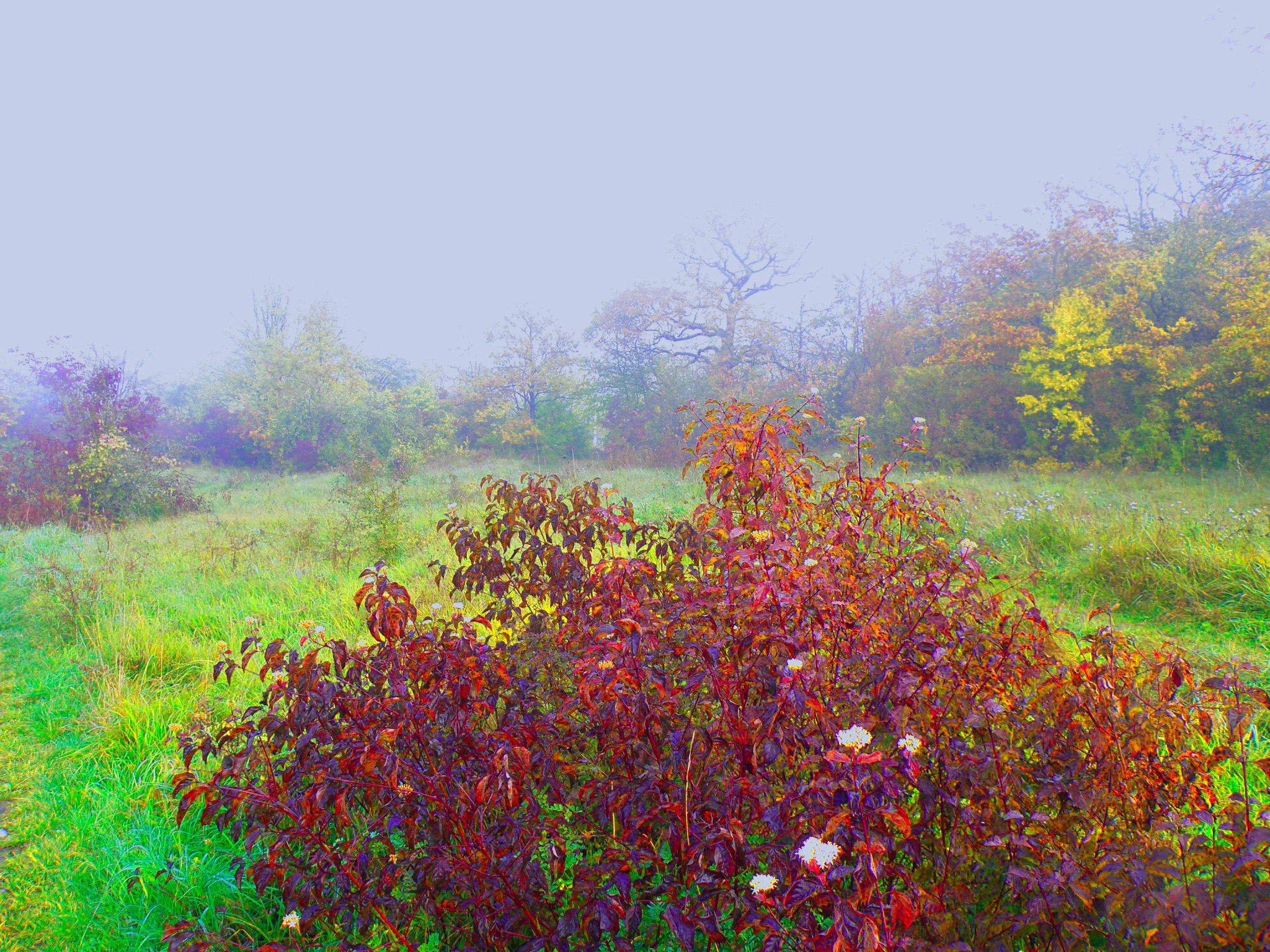 Осенний букет.