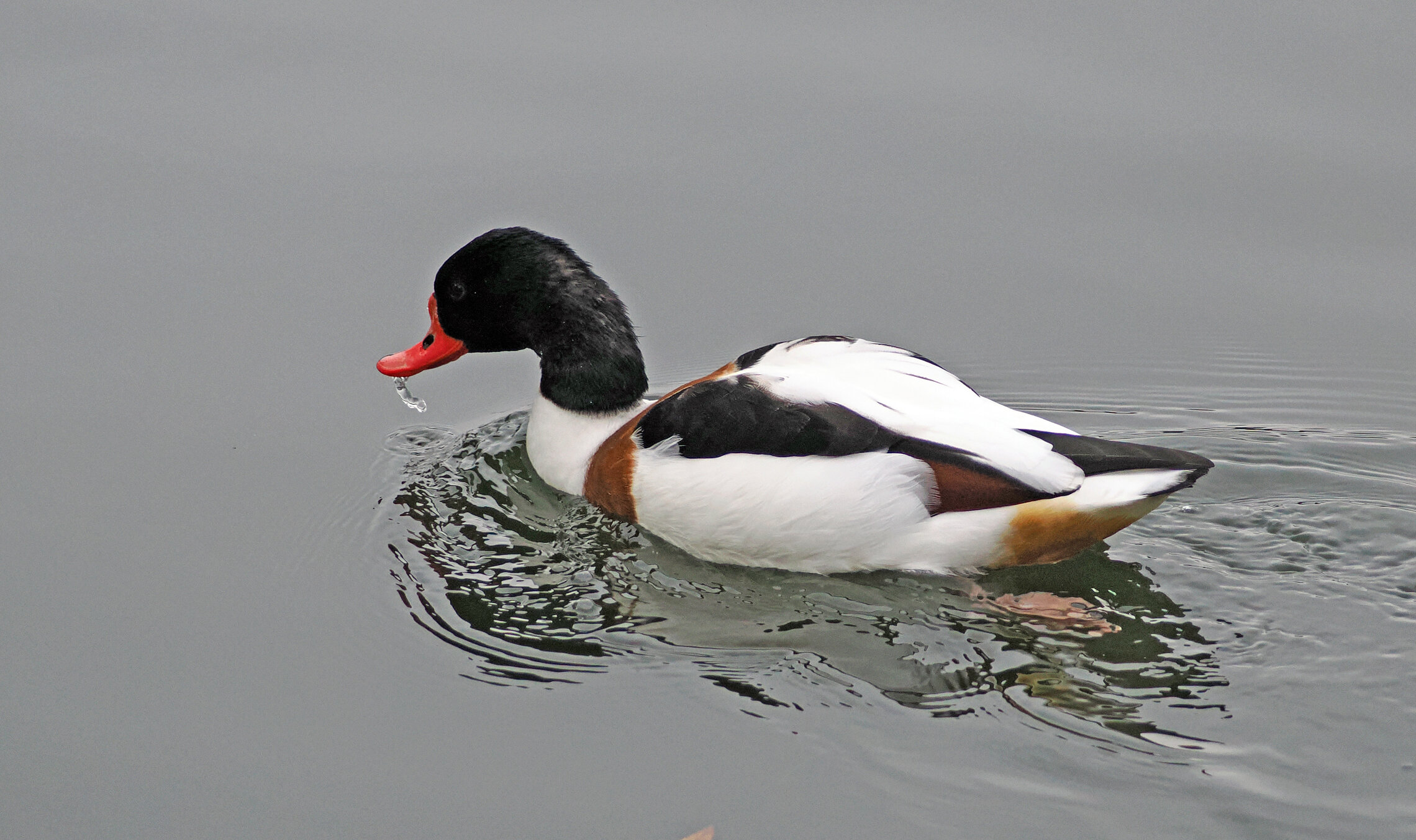 Утка-пеганка.
