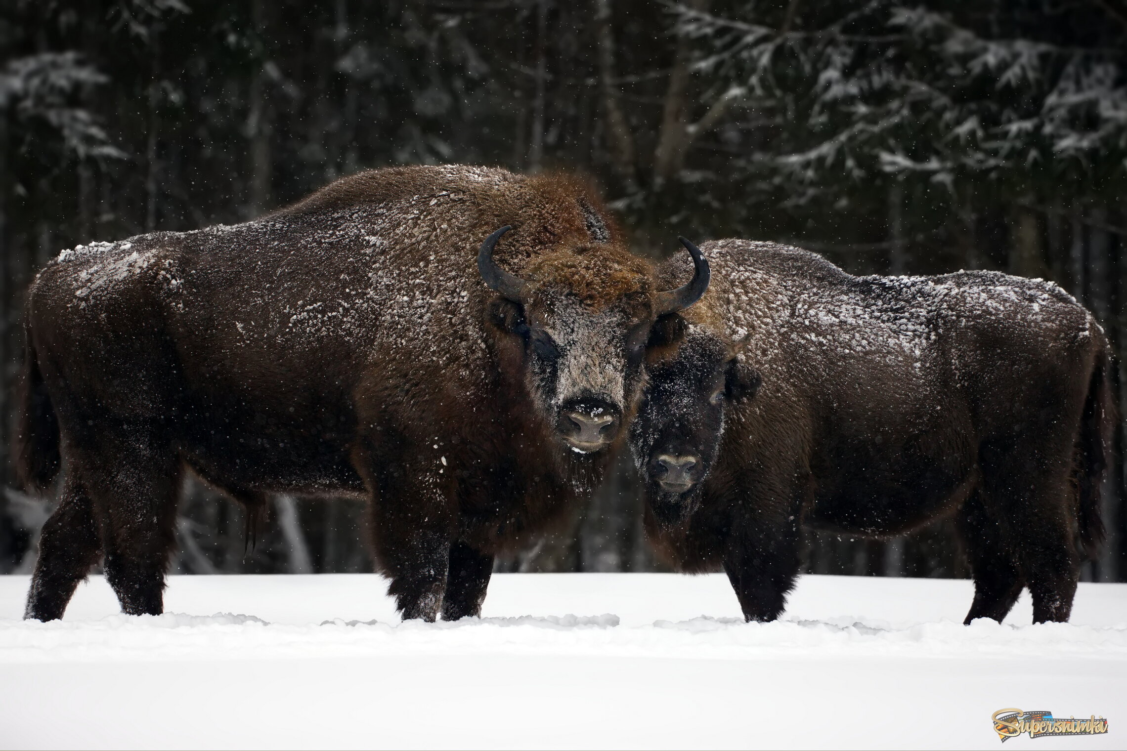 Набычившись