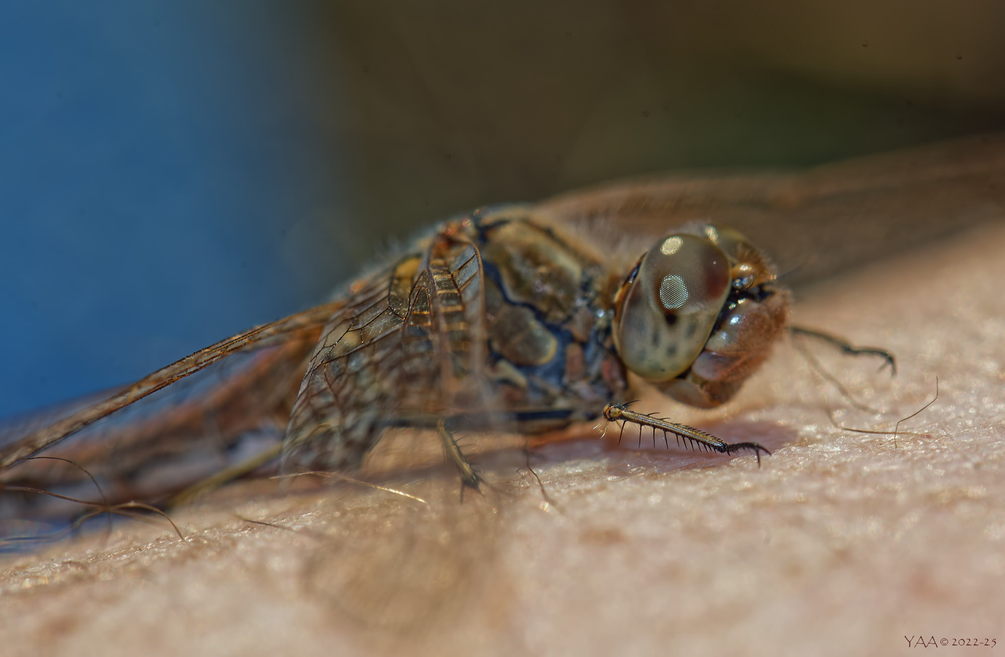 Прилетела погреться, ко мне на коленку..😇  Сент.2022..