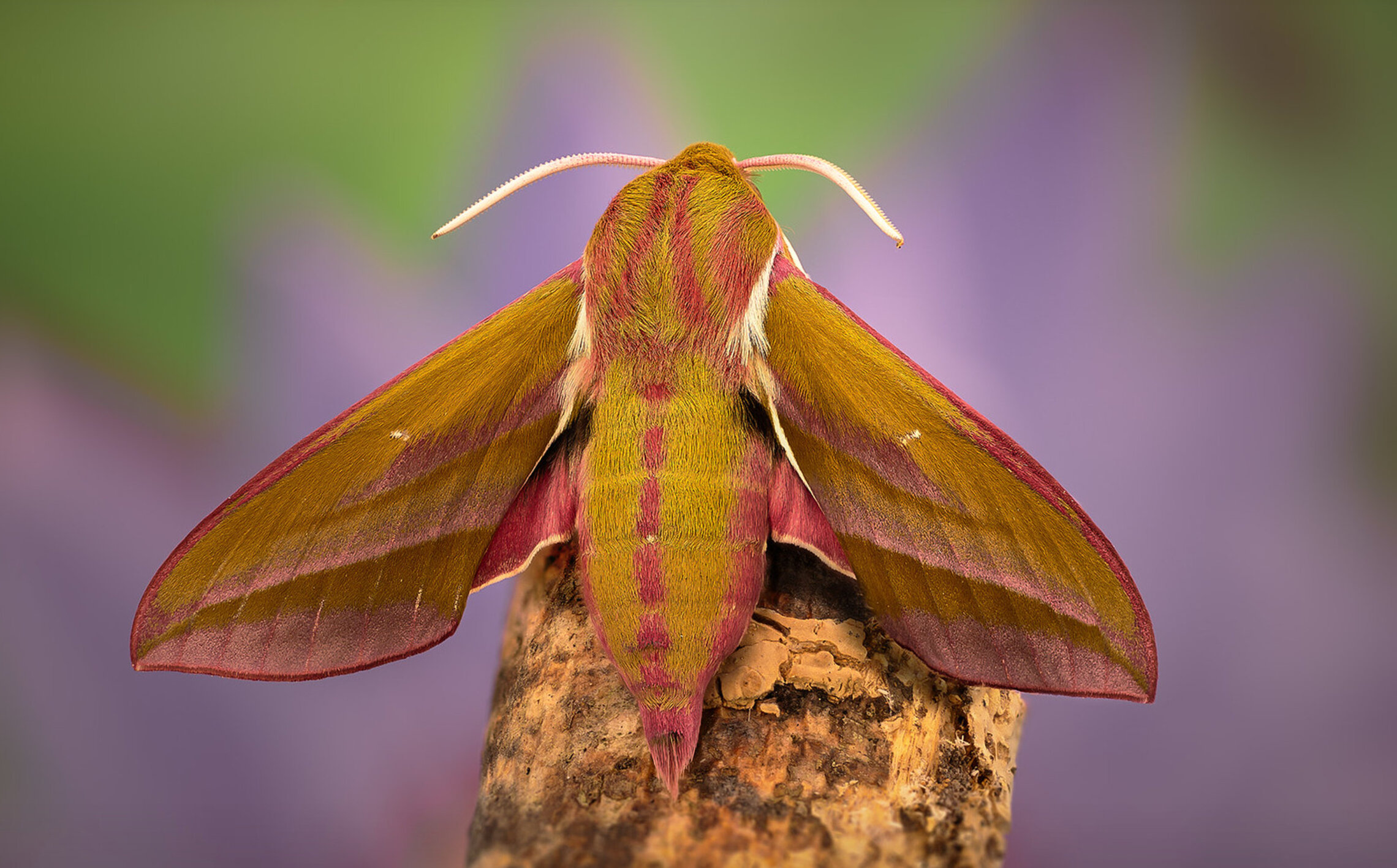 Бражник винный