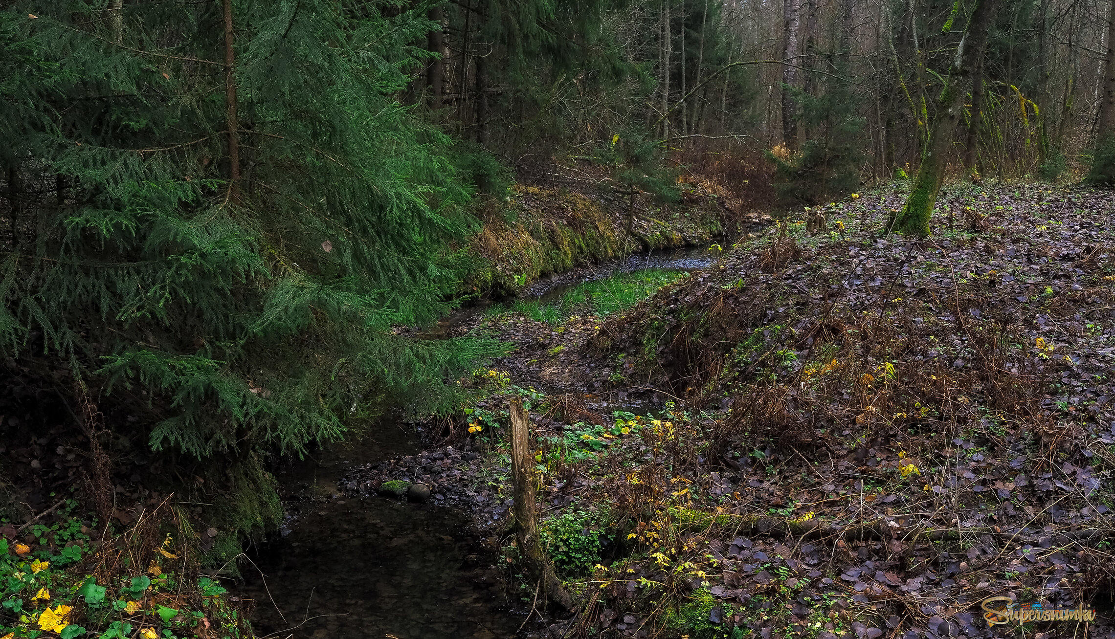 По Осеннему Лесу