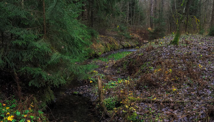 По Осеннему Лесу