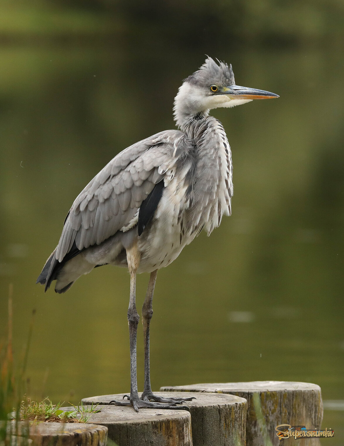 Недовольна я! (рыба не ловится)