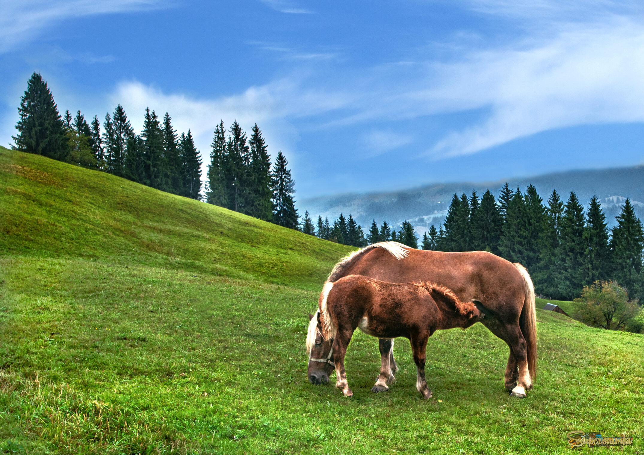 Материнство