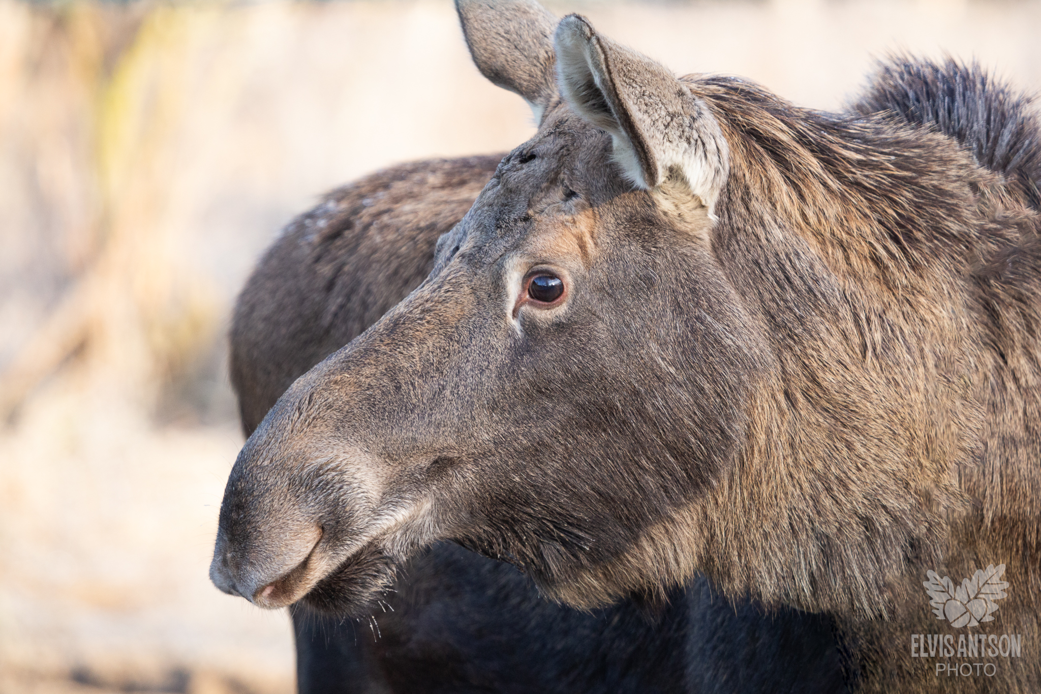 Портреты из леса