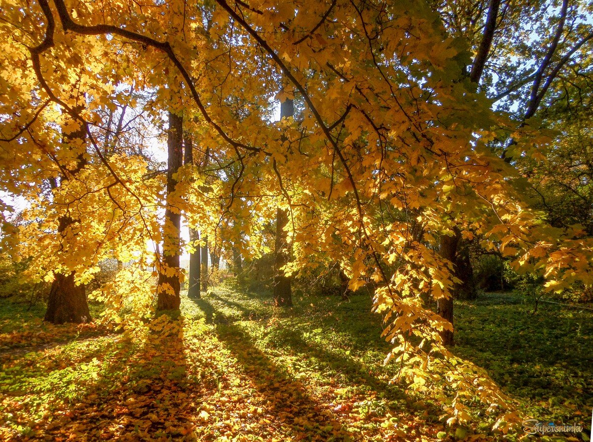 Утро в саду.........