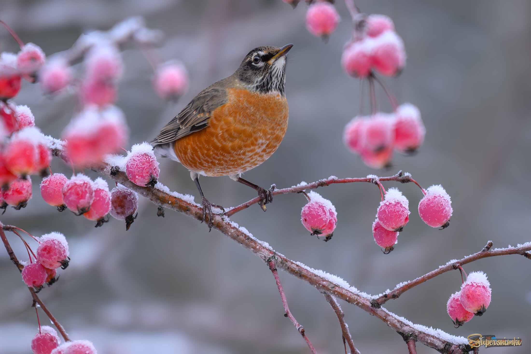 American Robin