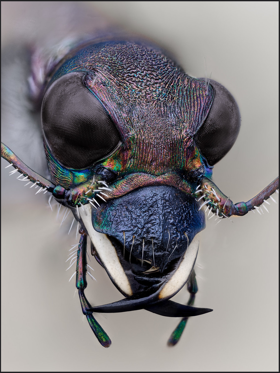 Лесной скакун