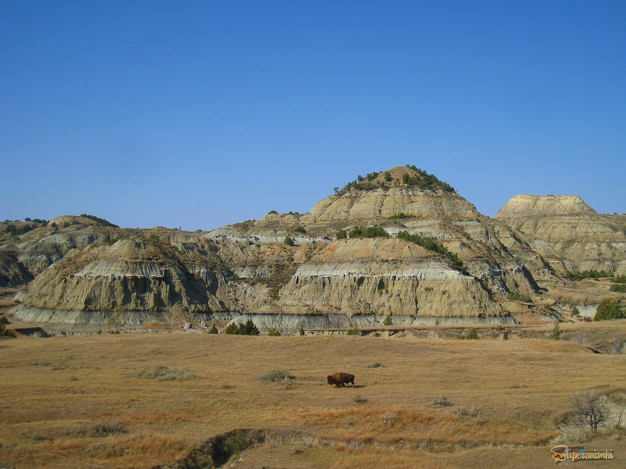Одинокий бизон.