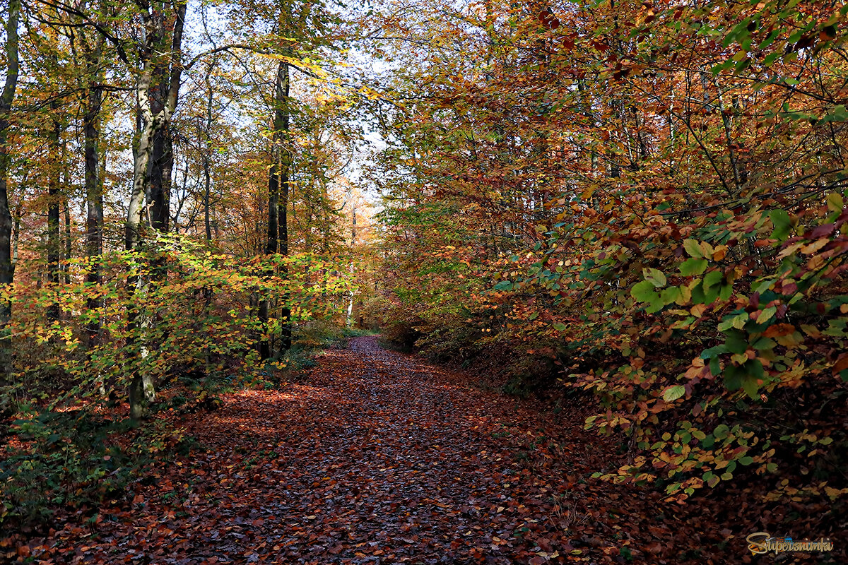  Краски осени 