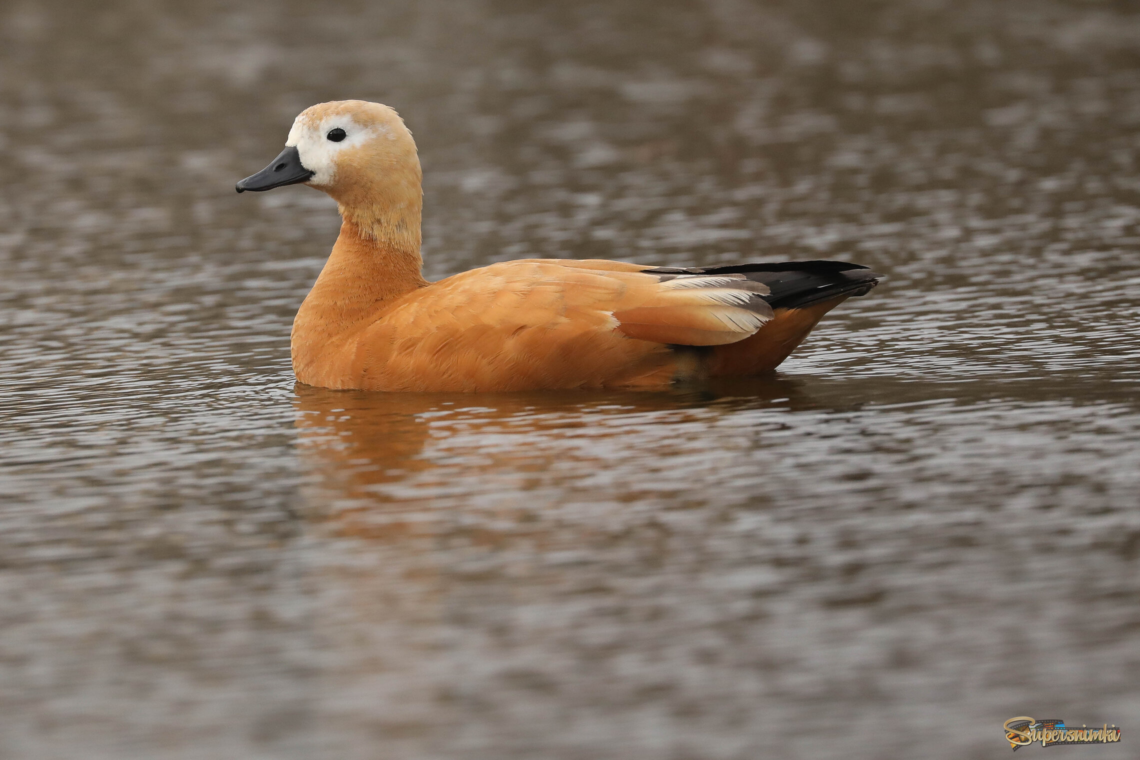 Красавица, да и только!