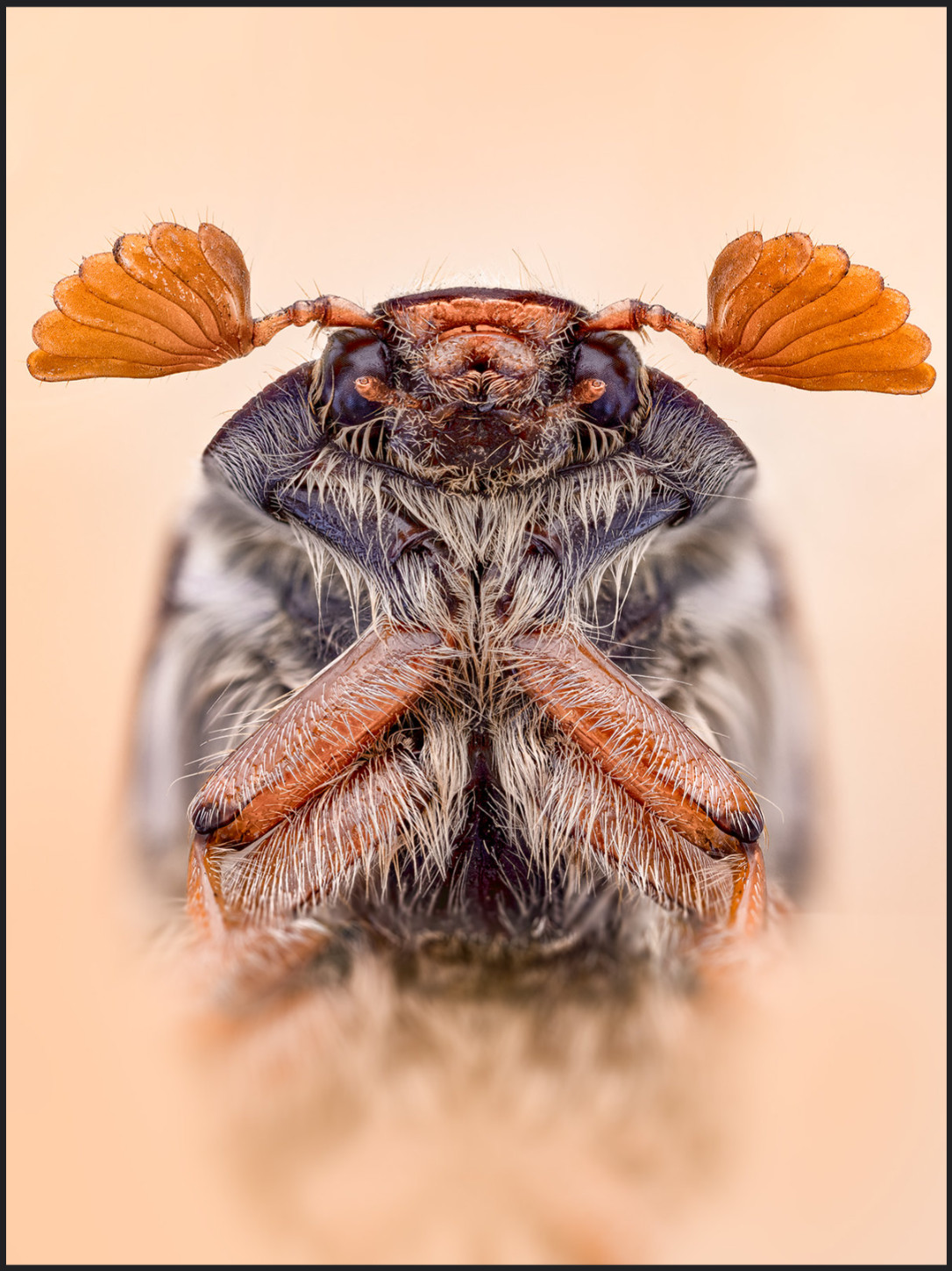 Майский жук