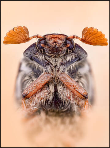 Майский жук