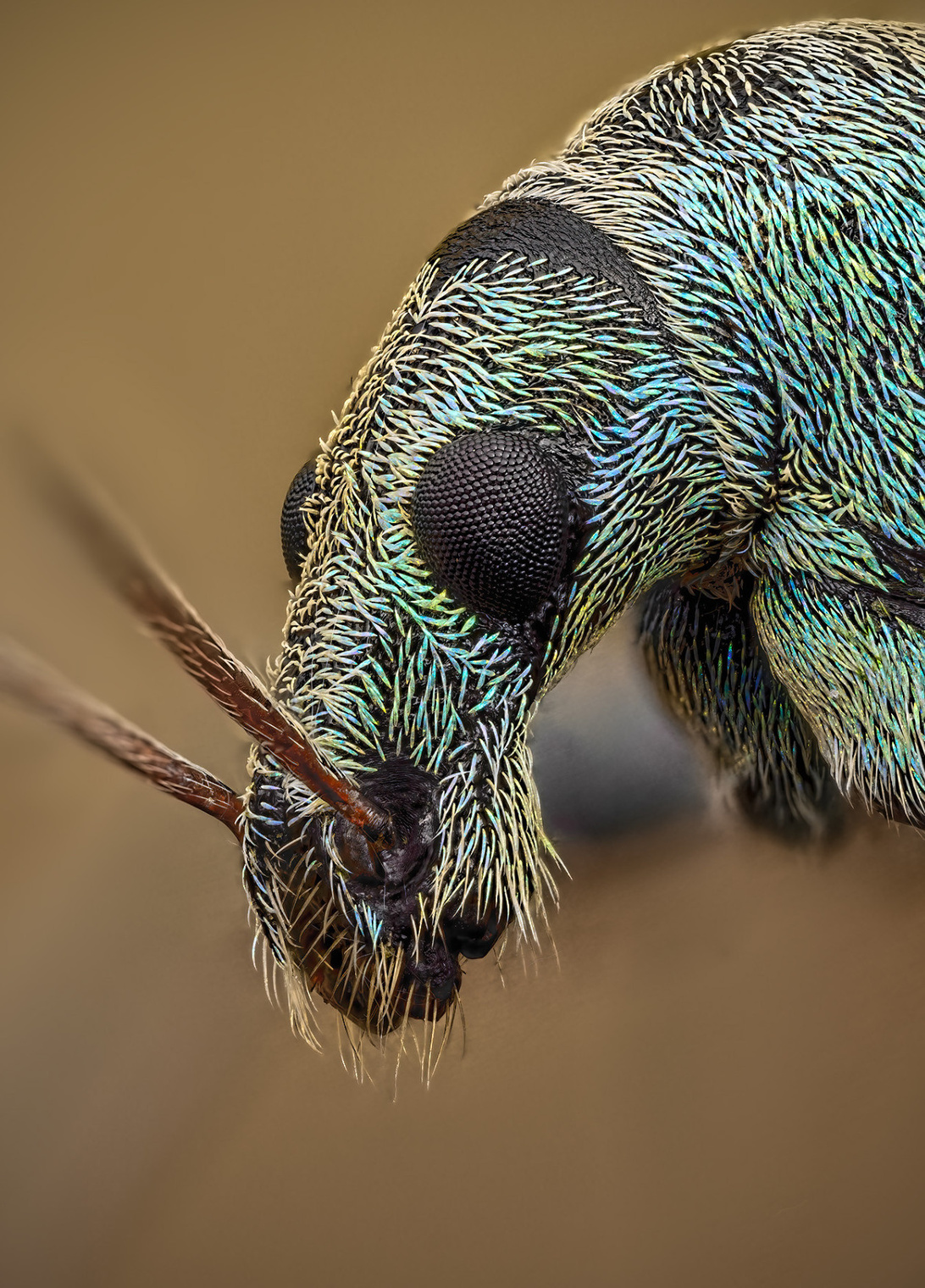 Phyllobius maculicornis