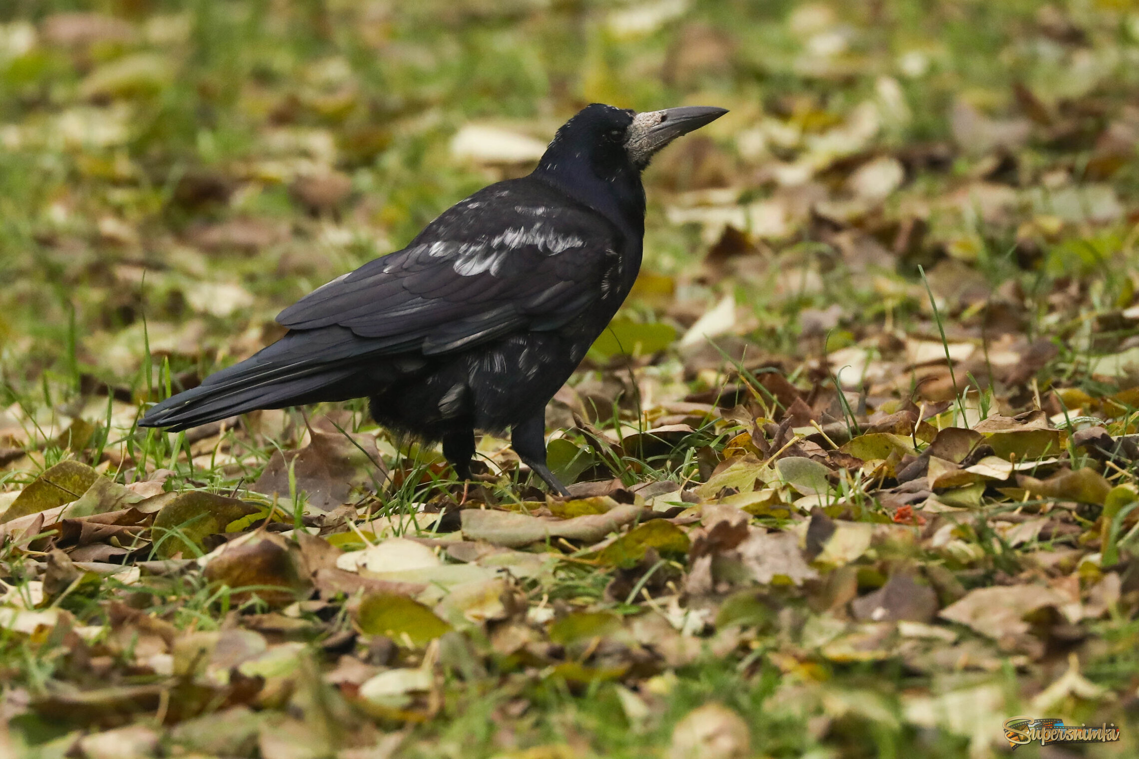 Грач с признаками лейкизма