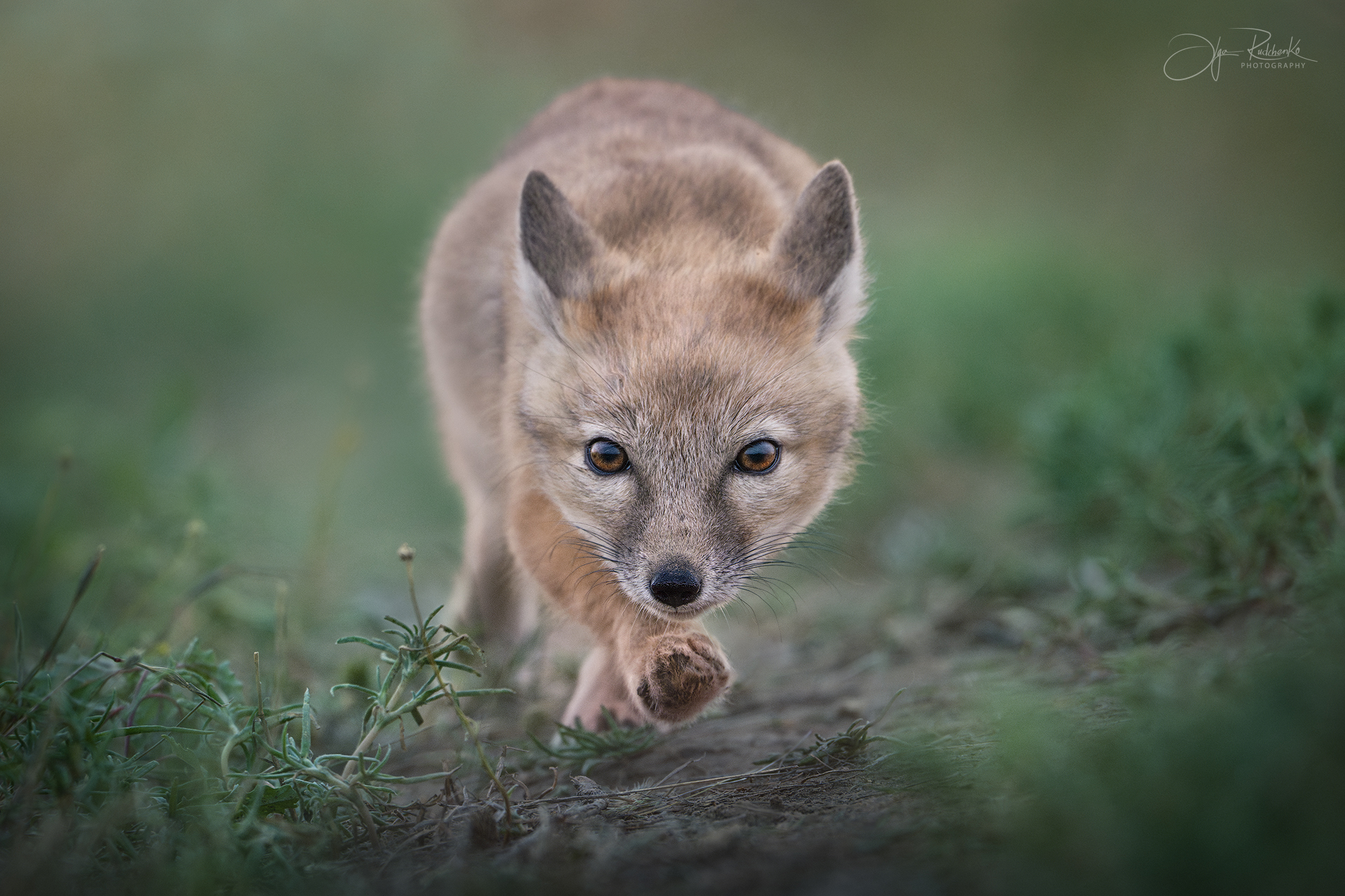 Юный охотник