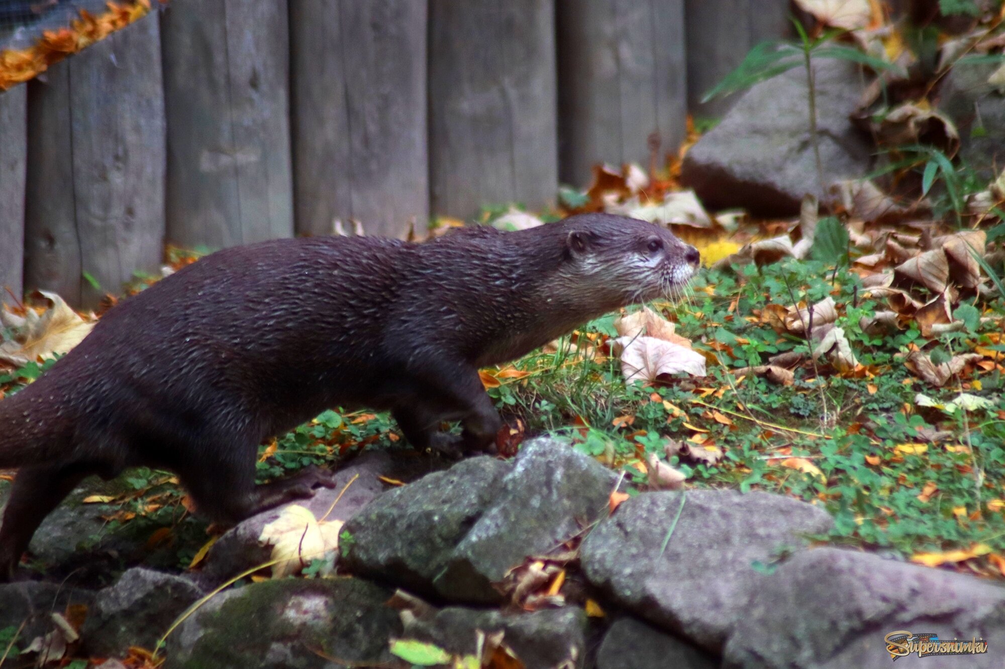 Добыча близка