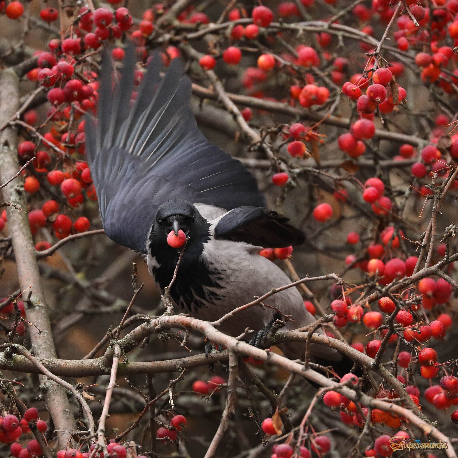 Ворона тоже яблочки китайские любит!