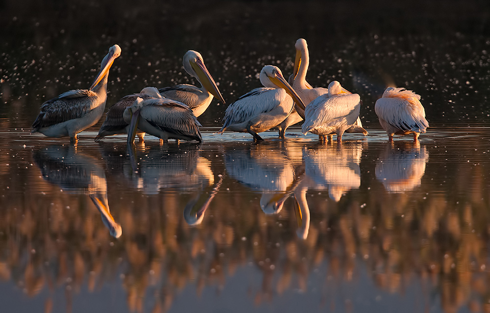 Pelicans -Пеликаны на зимовке