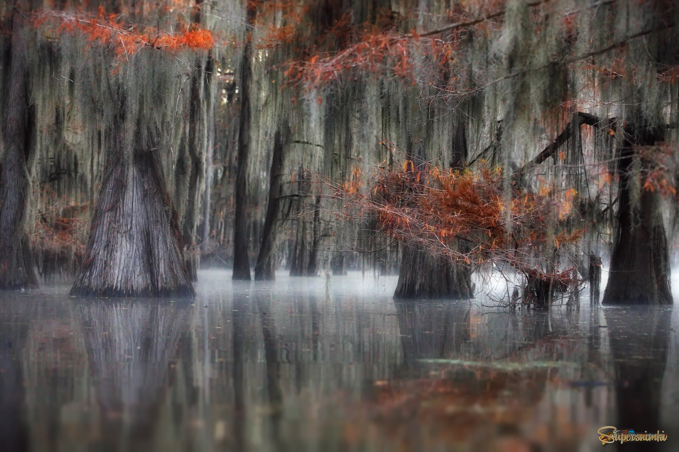 Там чудеса, там леший бродит...