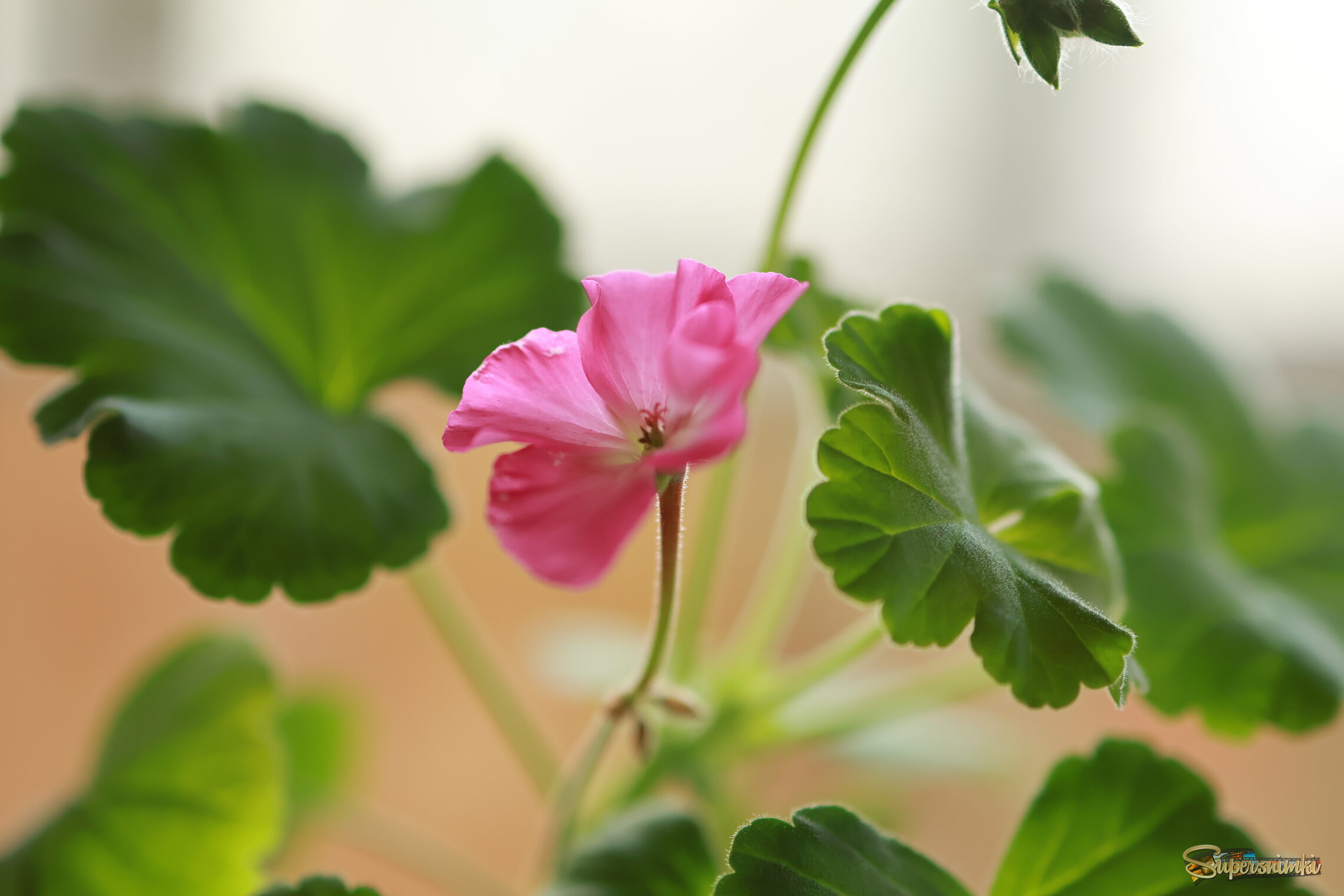 Цветы дома...